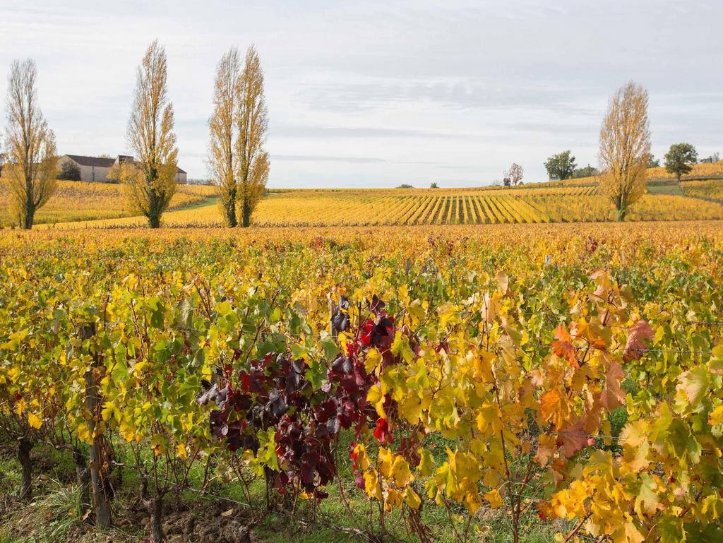 Les vignobles de Saint Emilion a 360° et à perte de vue